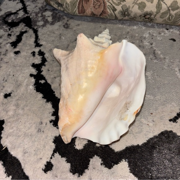 Natural Conch Shell Decor - Picture 5 of 5